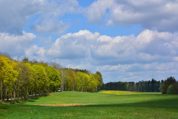 Spring landscape