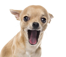 Close-up of a Chihuahua yawning in front of white background