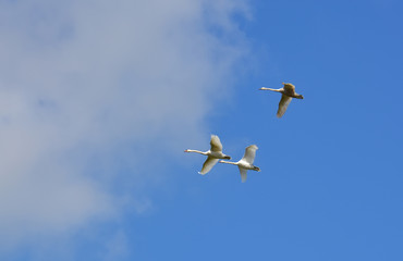 Three swans flying
