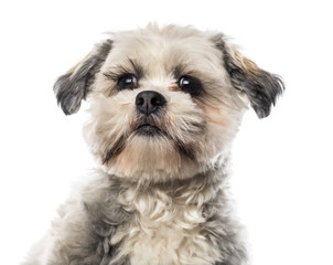 Close-up of a Shih Tzu in front of white background