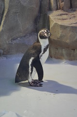 Naklejka premium Пингвин