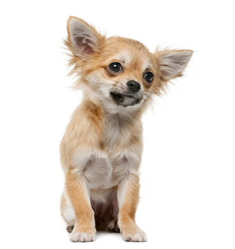 Chihuahua puppy (4 months old) in front of a white background