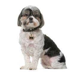 Shih Tzu (3 years old) in front of a white background