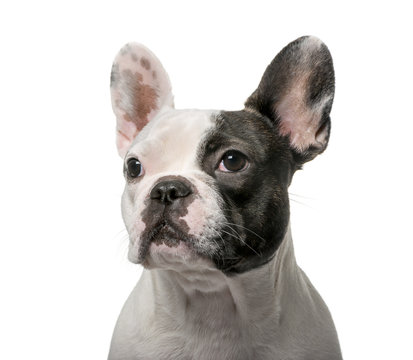 French Bulldog (9 months old) in front of a white background