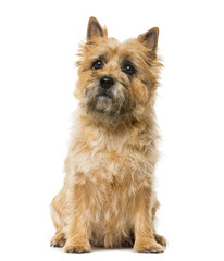 Cairn Terrier (5 years old) in front of a white background