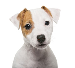 Jack Russell Terrier puppy (2 months old)