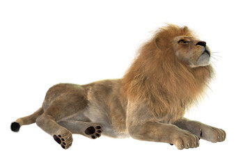 Male Lion