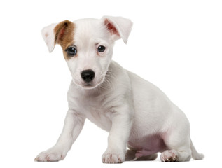 Fototapeta premium Jack Russell Terrier puppy (2 months old)