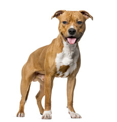 American Staffordshire Terrier (8 months old) standing