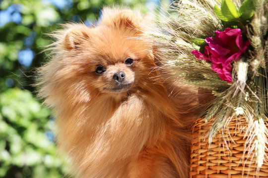 Portrait of lovely pomeranian dog in summer with pink flowers on nature green background