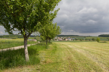 Landscape with a tree.Tree in the foreground.