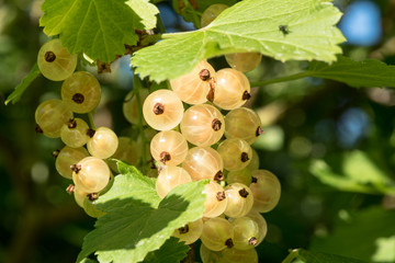 weiße Johannisbeeren im Morgenlicht