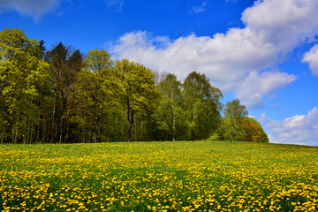Spring landscape with yellow flowers