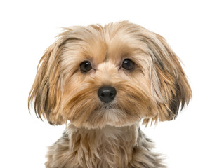 Yorkshire terrier in front of a white background