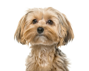 Yorkshire terrier in front of a white background