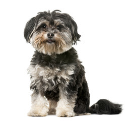 Crossbreed dog (3 years old) in front of a white background