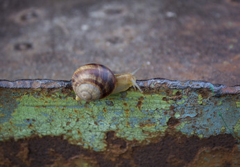 Lone snail crawling on rusty metal surface
