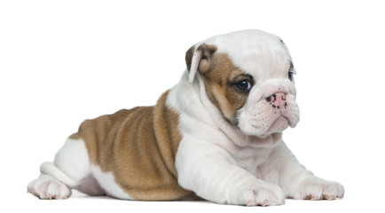 Fototapeta premium English bulldog puppy in front of white background