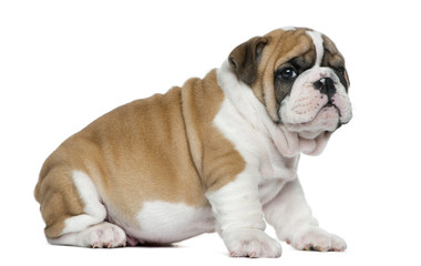 English bulldog puppy in front of white background