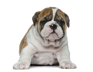 Obraz premium English bulldog puppy in front of white background