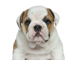 Fototapeta premium English bulldog puppy in front of white background