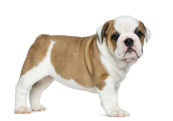 Obraz premium English bulldog puppy in front of white background