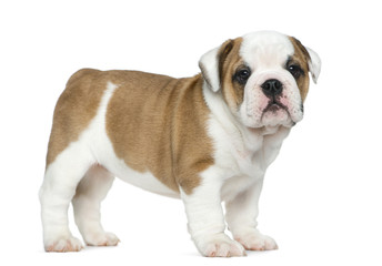 Obraz premium English bulldog puppy in front of white background