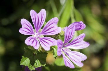 Fototapeta premium Fleurs