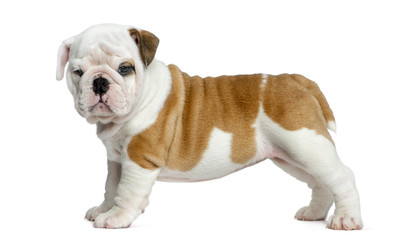 English bulldog puppy in front of white background