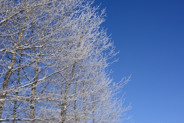 霧氷