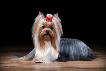 Dog. Yorkie puppy on table with wooden texture