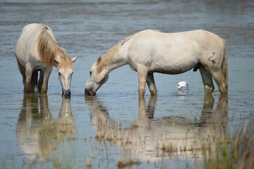 Fototapeta premium Cavallo camargue