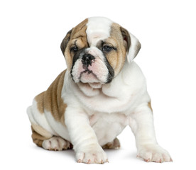 Obraz na płótnie Canvas English bulldog puppy in front of white background