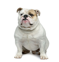English bulldog in front of white background