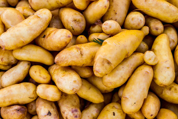 Pile of Organic Potatoes 