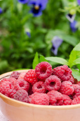 juicy raspberries in the garden in a bowl