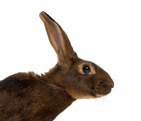 Belgian Hare in front of a white background