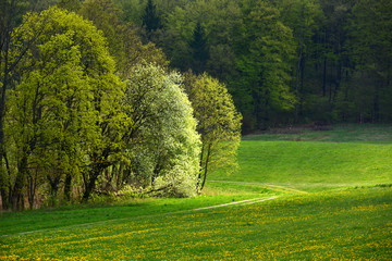 Fototapeta premium Spring landscape with yellow flowers
