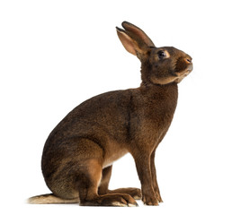 Belgian Hare in front of a white background © Eric Isselée