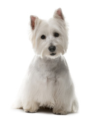 West Highland White Terrier (1 year old)