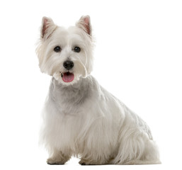 West Highland White Terrier (1 year old)
