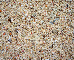 seashell on sand background