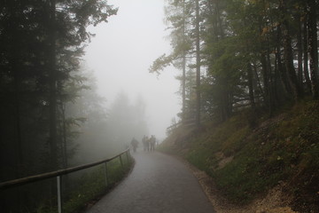 Obraz premium Fog / Road going into the misty forest