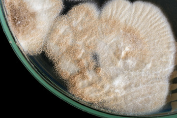 macro of fungi on petri dish on black background
