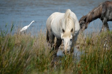 Obraz premium Cavallo Camargue