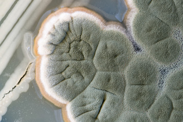 macro of fungi © kwanchaichaiudom