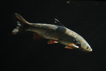 Common nase (Chondrostoma nasus)