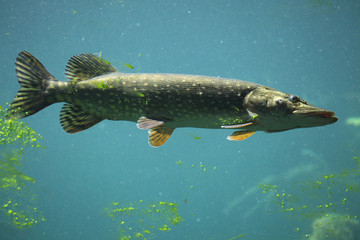 Northern pike (Esox lucius).