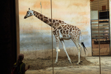 PRAGUE, CZECH REPUBLIC - JUNE 2, 2015: Visitor looks at the Rothschild's giraffe (Giraffa camelopardalis rothschildi) at Prague Zoo, Czech Republic.