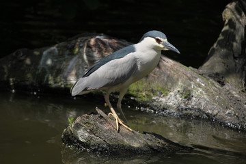 Indian pond heron (Ardeola grayii)